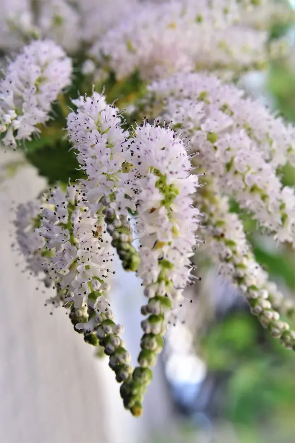 Commiphora blanc